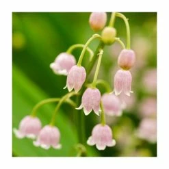 Convallaria majalis Rosea Bulbs | 1 Top Size | Rosy Lily of the Valley