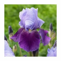 Iris germanica 'Emma Louise' Bulb | Top Size | Beared Iris