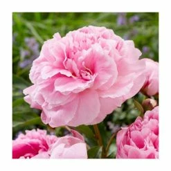 Paeonia lactiflora 'Doctor Alexander Fleming' Bulb | Top Size | Peony
