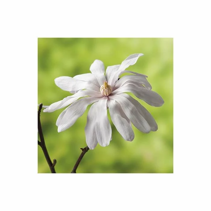 Magnolia stellata - Image 2
