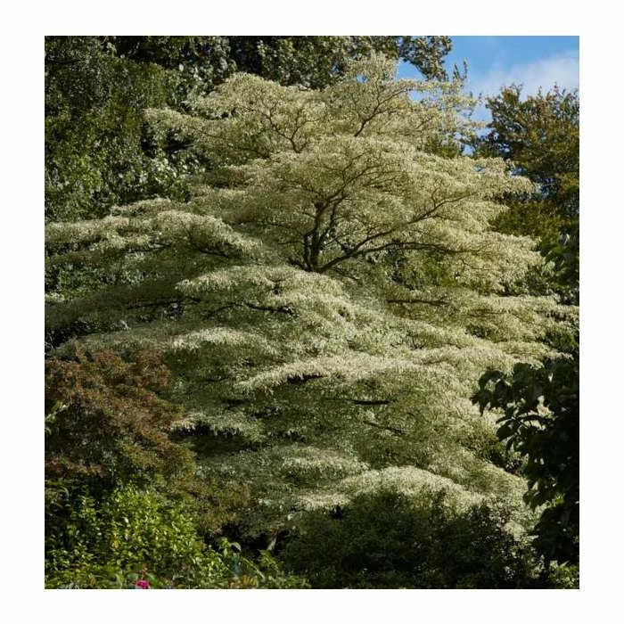 Cornus controversa 'Variegata' | Wedding cake tree | 10L Pot - Image 2