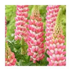Lupin 'Rachel De Thame' | 5L Pot | West Country