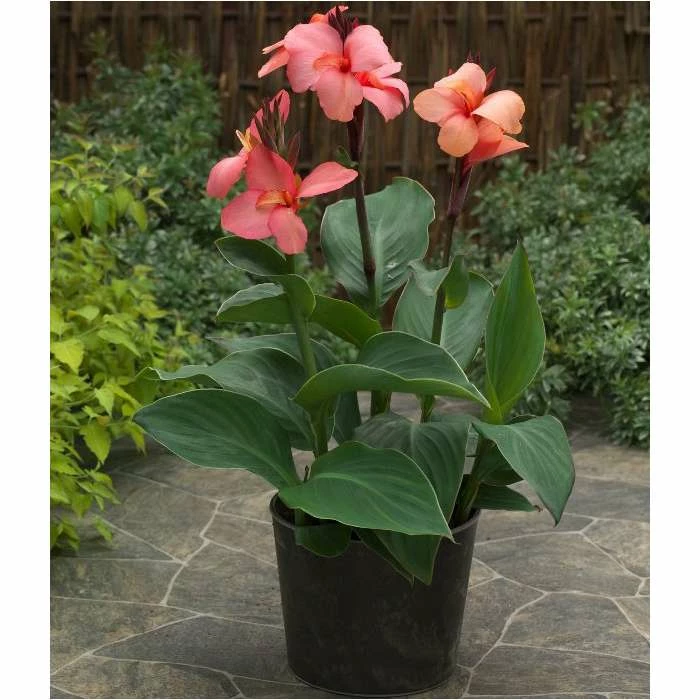 Canna 'Canova Mango' | 2L Pot - Image 2