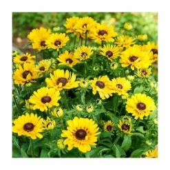 Rudbeckia 'Summerdaisies Choco Sun' | Rudbeckia X Gaillardia | 3L Pot