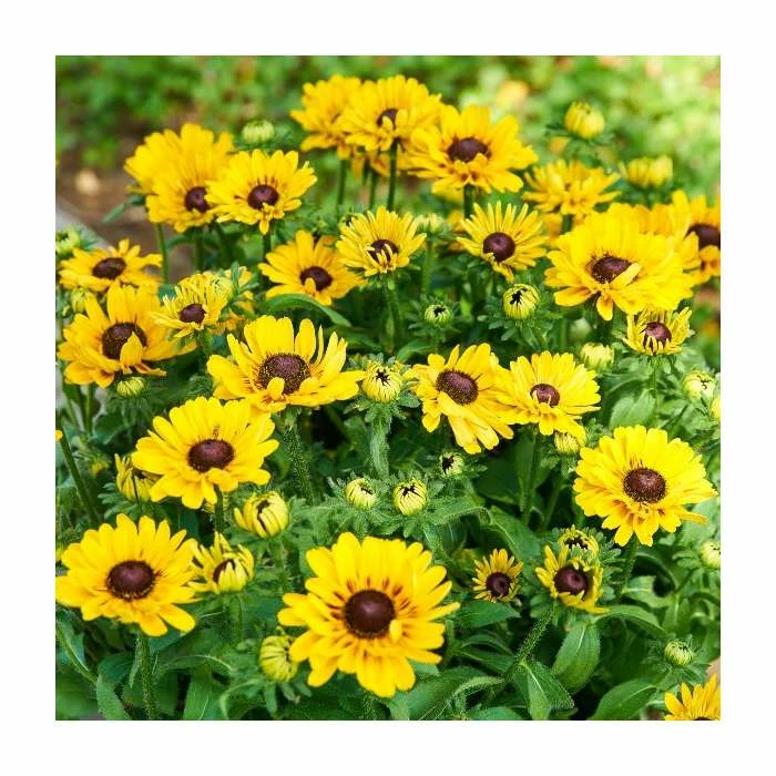 Rudbeckia 'Summerdaisies Choco Sun' | Rudbeckia X Gaillardia | 3L Pot