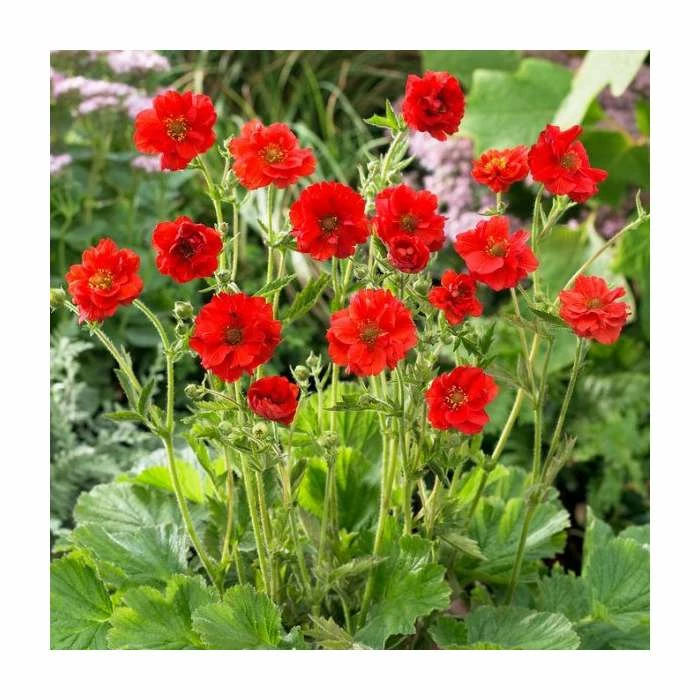 Geum flora plena 'Blazing Sunset' | 10.5cm Pot