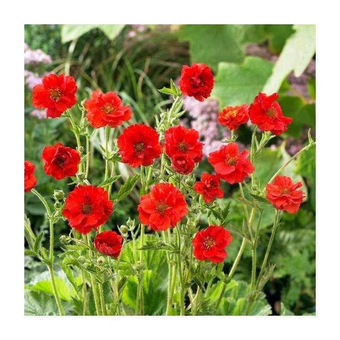 Geum flora plena 'Blazing Sunset' | 10.5cm Pot - Image 2