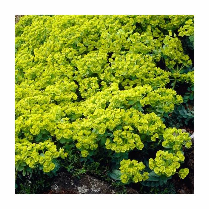 Euphorbia Myrsinites | 9cm Pot