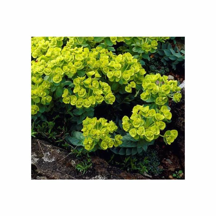 Euphorbia Myrsinites | 9cm Pot - Image 2