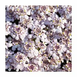 Iberis 'Pink Ice' | 9cm Pot