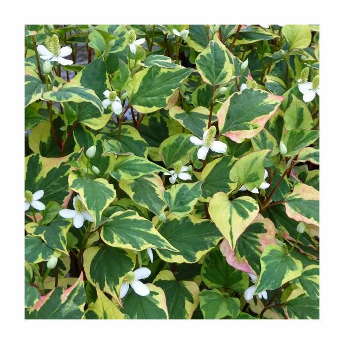 Orange Peel Plant | Houttuynia cordata - Image 2