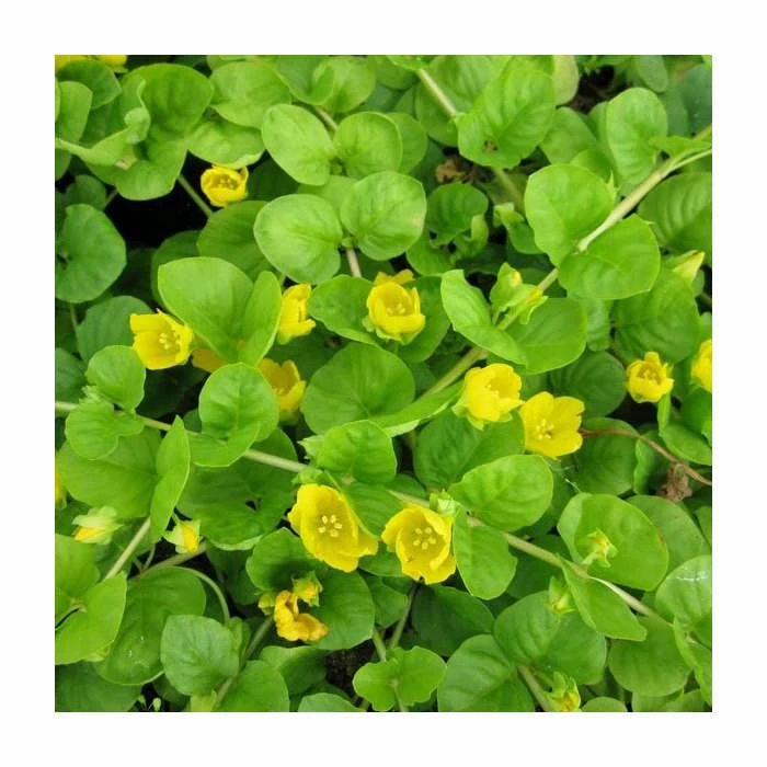 Creeping Jenny | Lysimachia nummularia