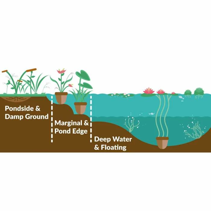 White Mazus | Mazus reptans 'Alba' - Image 3