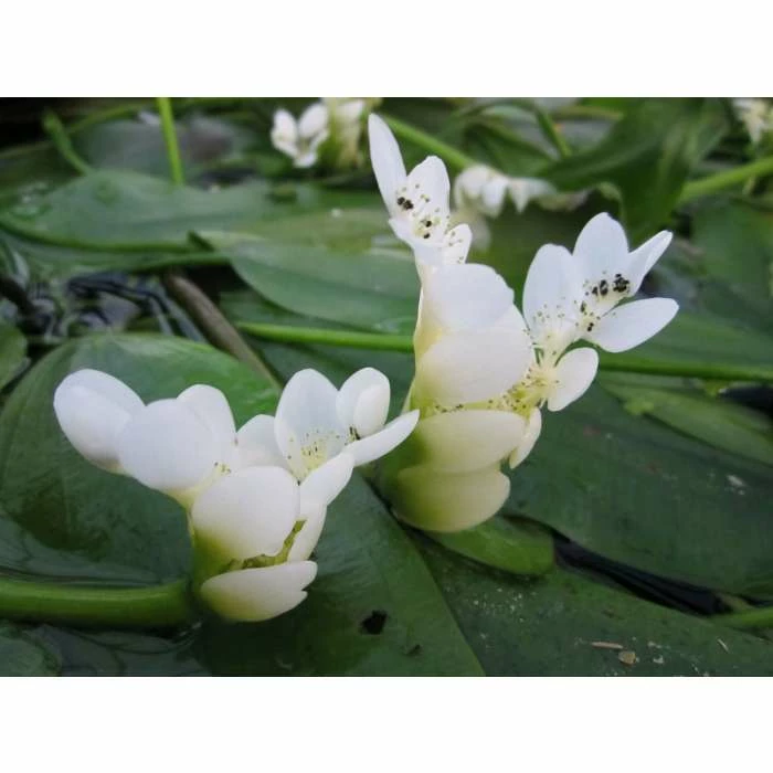 Water Hawthorn | Aponogeton distachyus - Image 4