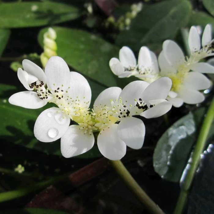 Water Hawthorn | Aponogeton distachyus