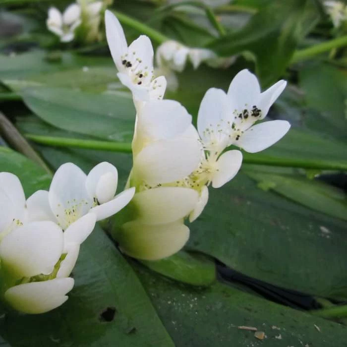 Water Hawthorn | Aponogeton distachyus - Image 2