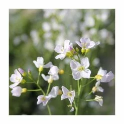 Cuckoo Flower | Cardamine pratensis