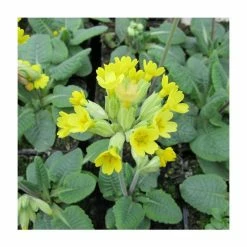 3x Fairy Cup Primula veris - 9cm Pots