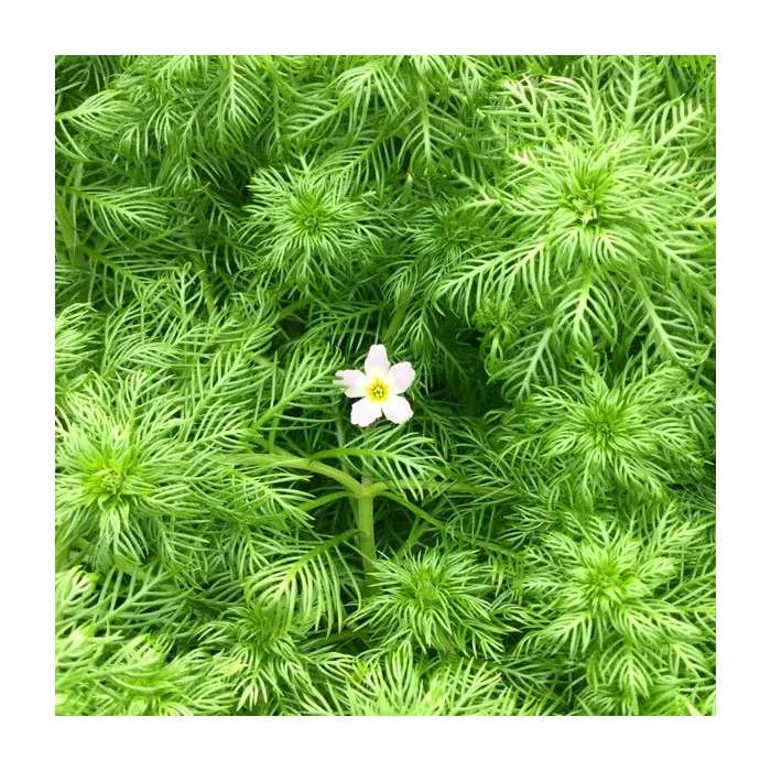 3x Water Violet Hottonia Palustris - 9cm Pots - Image 2