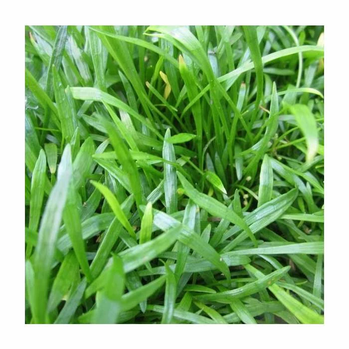 Micro Sword | Lilaeopsis brasilensis