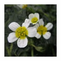 Common Water Crowfoot - Ranunculus aquatilis - Bunch of 5