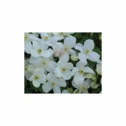 Clematis Montana 'Miss Christine' - 2.5L Pot