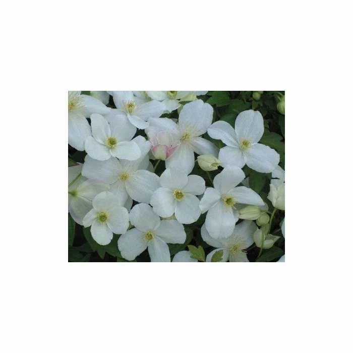 Clematis Montana 'Miss Christine' - 2.5L Pot