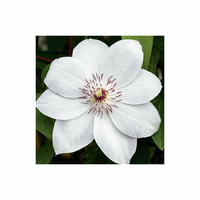 50-90cm Clematis 'Miss Bateman' - 3L Pot - Image 2