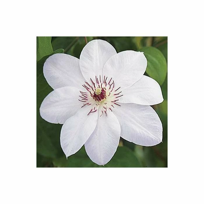 50-90cm Clematis 'Miss Bateman' - 3L Pot - Image 3