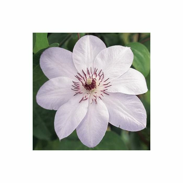 50-90cm Clematis 'Miss Bateman' - 3L Pot - Image 4