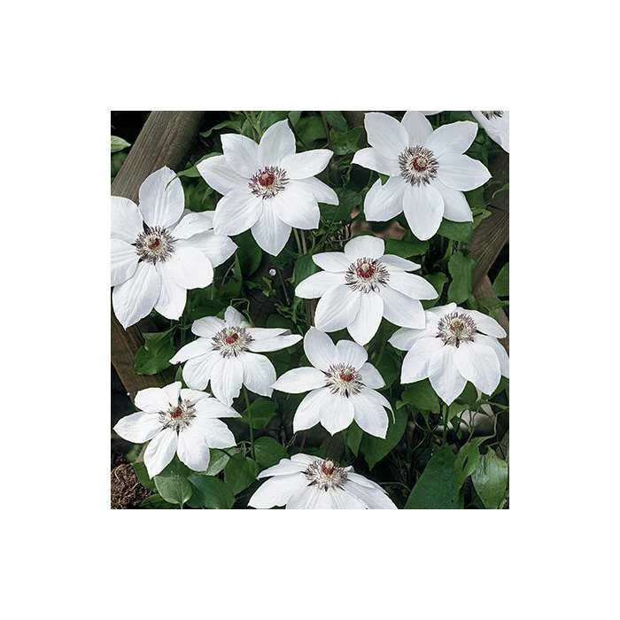 50-90cm Clematis 'Miss Bateman' - 3L Pot