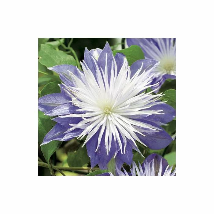 50-90cm Clematis 'Crystal Fountain' - 3L Pot - Image 2