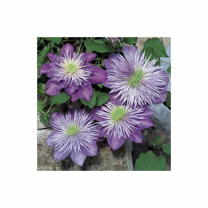 50-90cm Clematis 'Crystal Fountain' - 3L Pot - Image 3