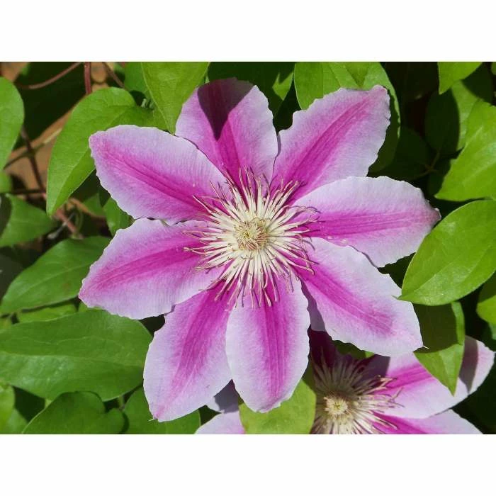50-90cm Clematis 'Nelly Moser' - 3L Pot - Image 3