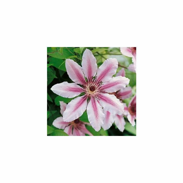 50-90cm Clematis 'Nelly Moser' - 3L Pot