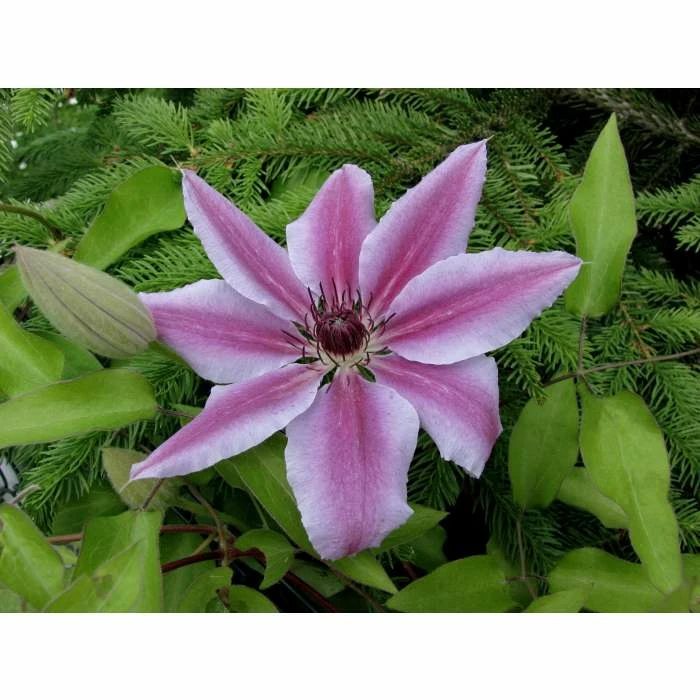 50-90cm Clematis 'Nelly Moser' - 3L Pot - Image 2