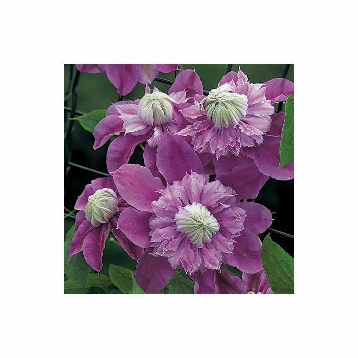 50-90cm Clematis 'Josephine' (Evijohill) - 3L Pot - Image 2