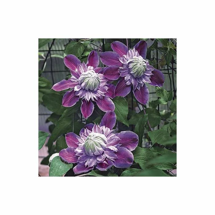 50-90cm Clematis 'Josephine' (Evijohill) - 3L Pot - Image 4