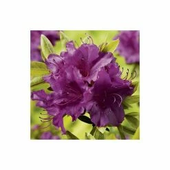 1ft Evergeen Azalea 'Blue Danube' |3L Pot | Azelea japonica