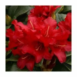 1ft Dwarf Rhododendron 'Bengal' | 3L Pot