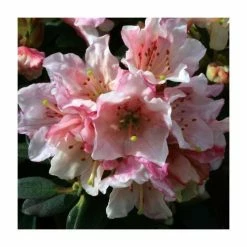1ft Dwarf Rhododendron 'Wee Bee' | 3L Pot