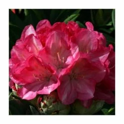 1ft Rhododendron 'Fantastica'| 3L Pot | Rhododendron Yakushimanum