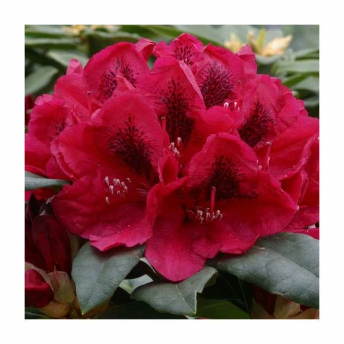 2ft Rhododendron 'Lord Roberts ' | 7.5L Pot | Rhododendron Hybrid