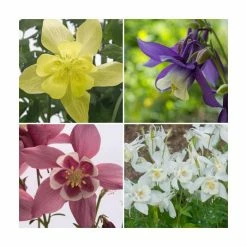 Aquilegia 'Spring Magic' Collection | 3 x 2L Pots