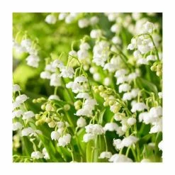 Convallaria majalis Bulbs | 5 x Top Size | Lily of the Valley