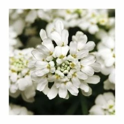 Iberis sempervirens 'Whiteout' | 10.5cm Pot