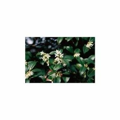 5X Osmanthus Burkwoodii Hedging 20-50cm - 9cm Pot