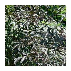 5x 20-50cm Sambucus nigra 'Black Beauty' | Black Elder Hedging | 9cm Pot