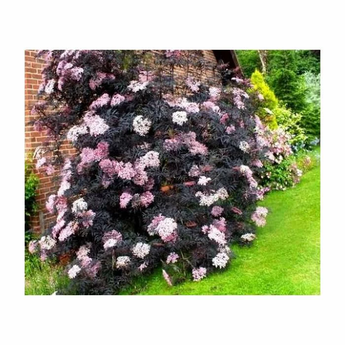 5X 20-50cm Sambucus nigra 'Black Lace' | Black Elder Hedging | 9cm Pot - Image 2