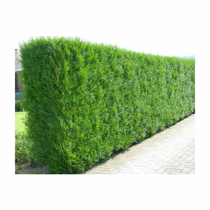 5X Western Red Cedar Hedging 20-50cm 'Thuja Plicata Atrovirens' - 9cm Pot